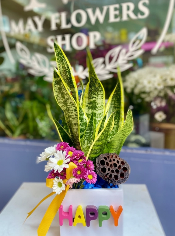 Happy Seri̇si̇-Paşa Kiliçi Aranjman