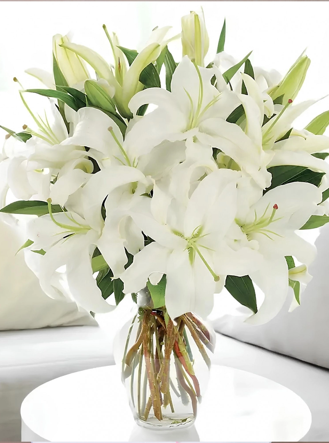 Vazoda Büyük Boy Lilyum